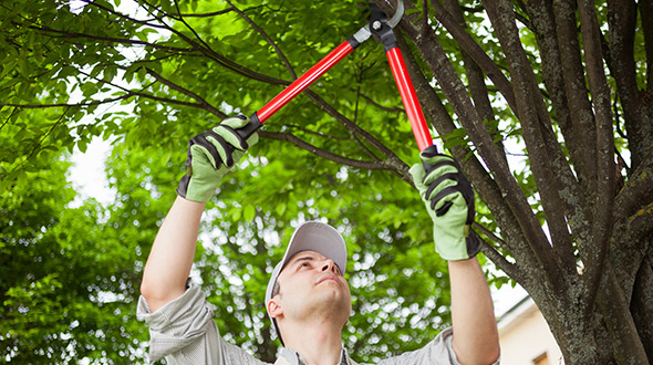 certified arborist carefully pruning a tree