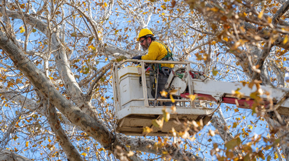 arborist inspecting a tree to determine if it is dormant or dead