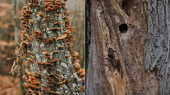 dead tree signs - peeling bark, fungus, and tree trunk cavities