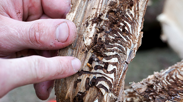 elm bark beetles that carry the dutch elm fungus