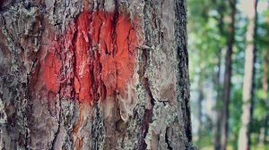 What Should Be Pruned in the Fall?