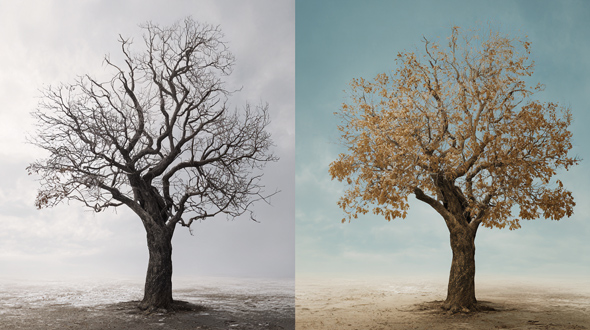 how to tell if a tree is dead or dormant