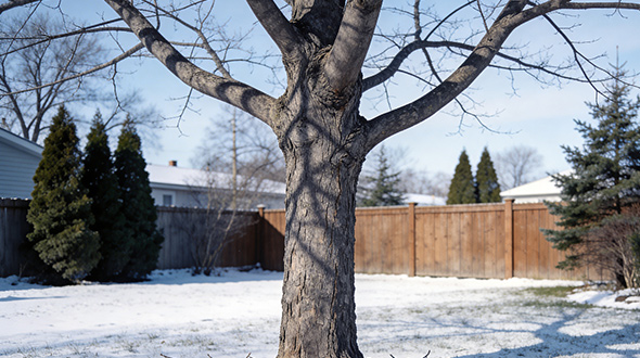 medium bare deciduous tree in winter