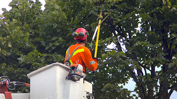mistakes when trimming or pruning trees