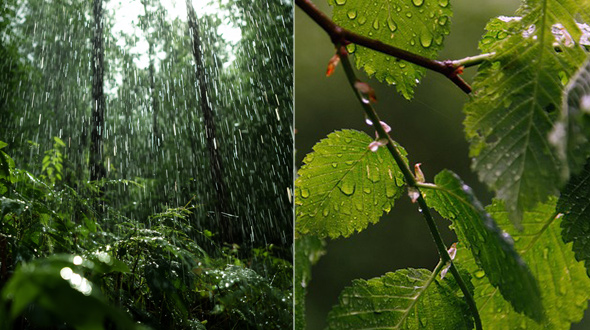 planting trees helps watershed management