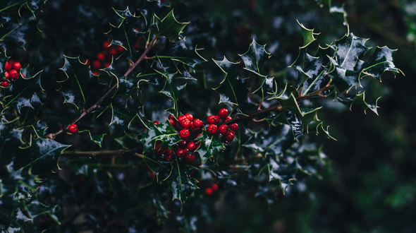 pruning dead branches from a holly tree