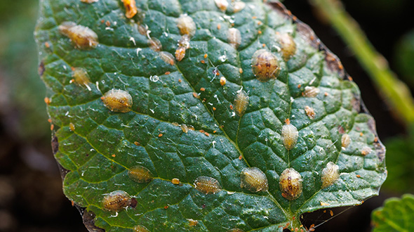 scale insect species impact indoor plants and vary in size and color