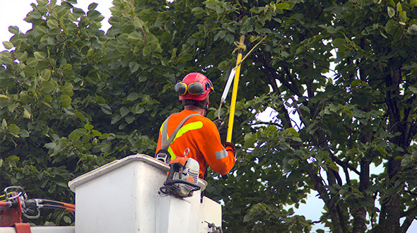 tree pruning to reduce wind resistance