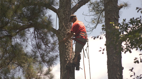 tree removal near a house in Marietta GA