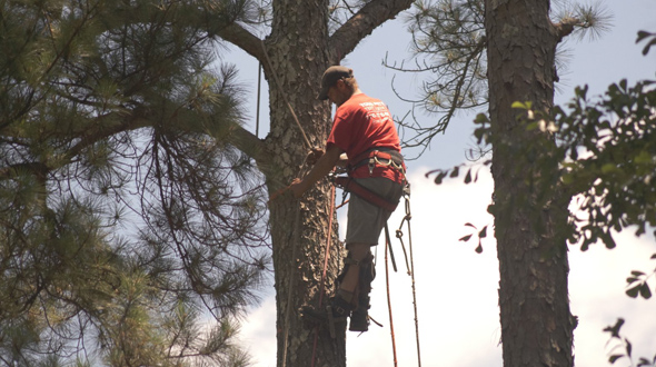 professional tree service with safety harness and equipment