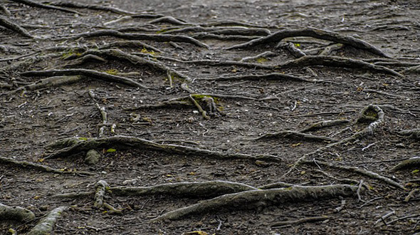 trees improve soil health and erosion