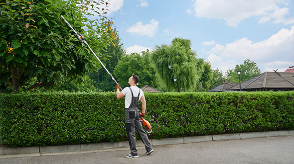 using pole pruner to neatly shape a green boxwood hedge and trees in a sunny yard