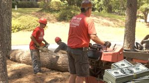 why is tree removal so expensive in Marietta GA