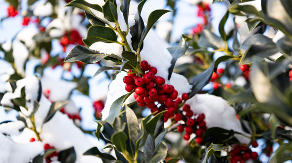 winter care for holly trees